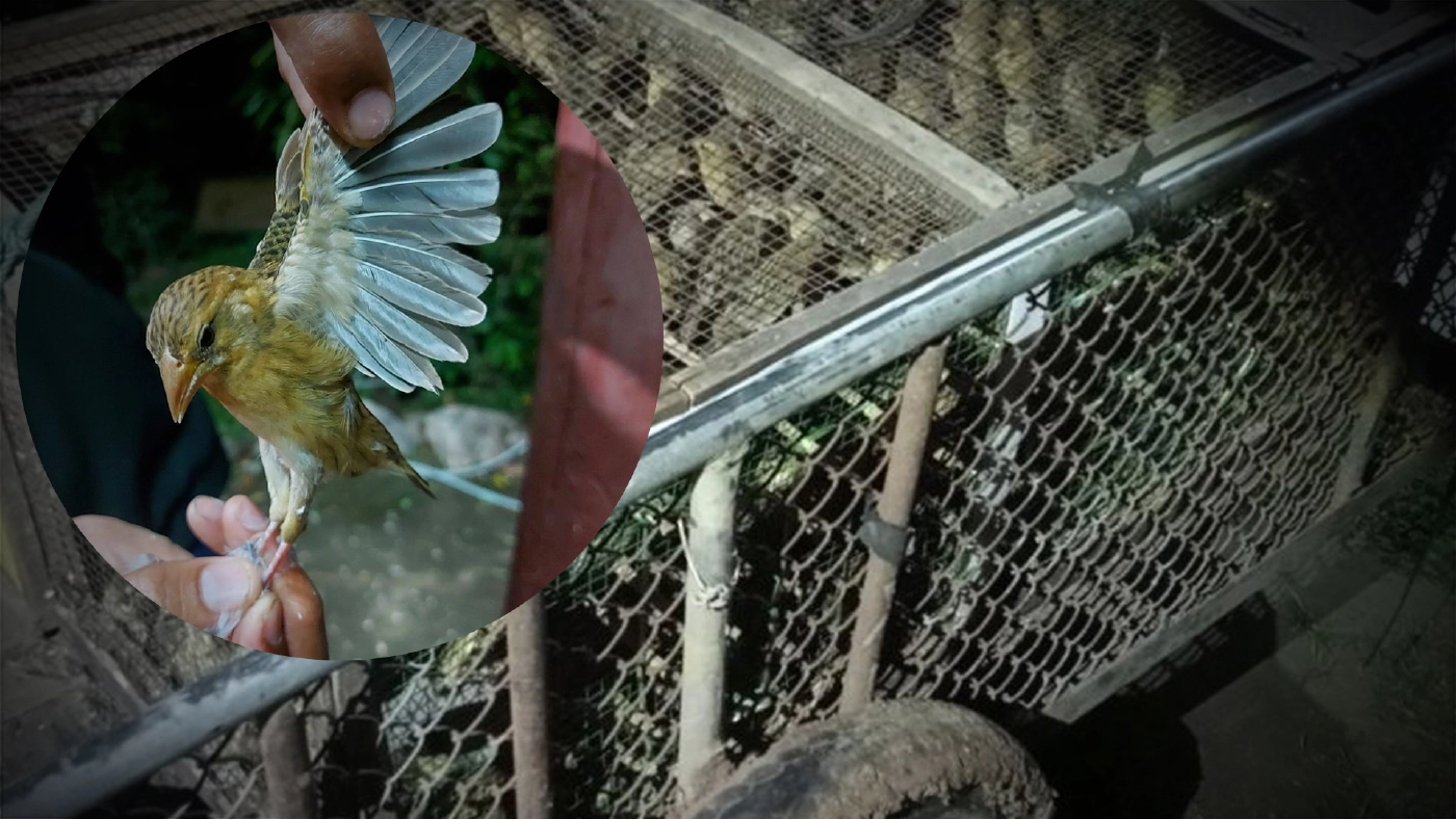 พญาเสือฯ ตรวจยึดนก สัตว์ป่าคุ้มครอง 606 ตัว หลังถูกล่าบริเวณทุ่งนากำแพงเพชร