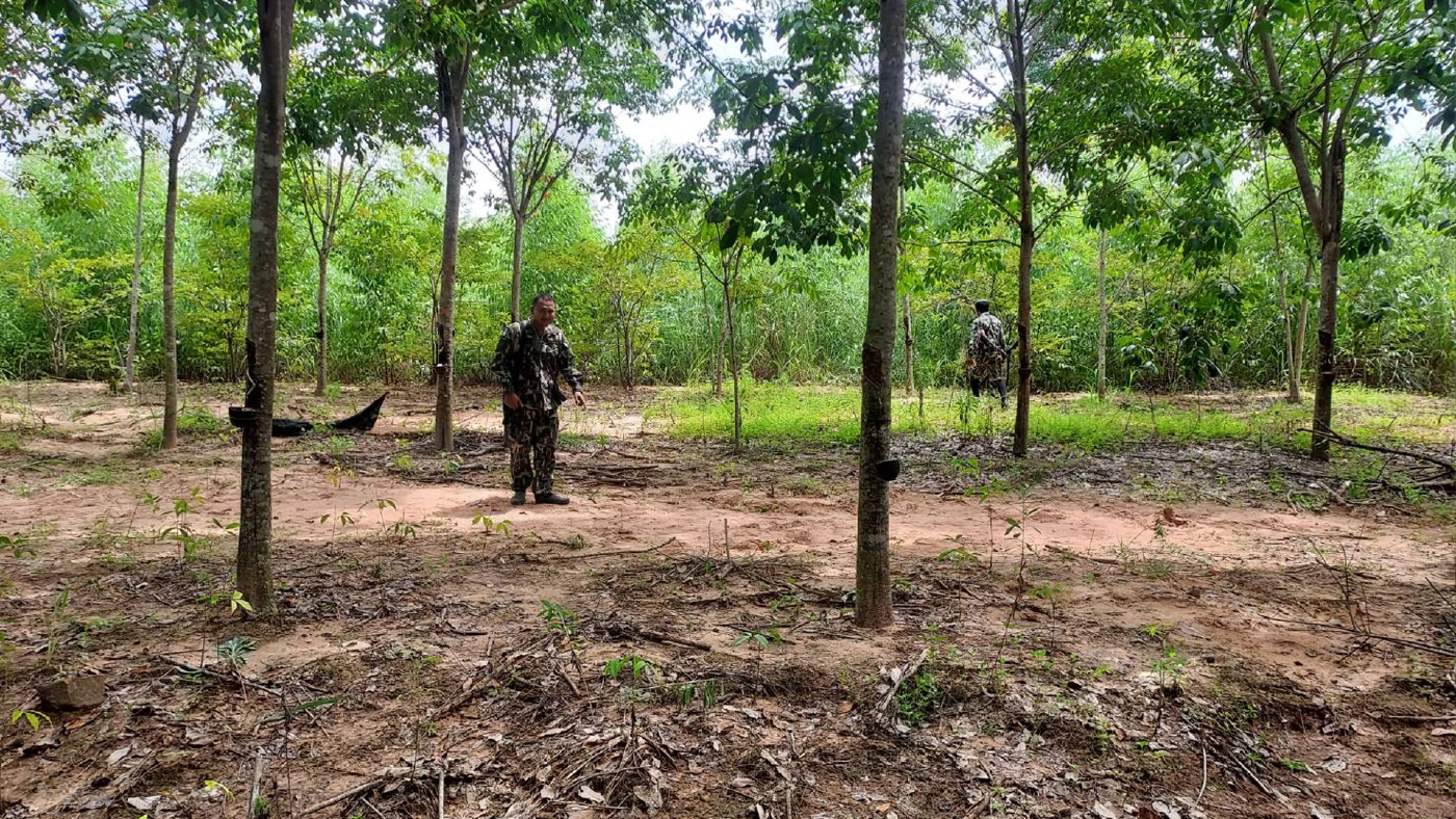 ทับลานสุดวุ่นทั้งช้างทั้งเสือบุกที่ทำกินชาวบ้านที่ครบุรี