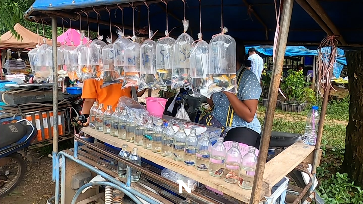 ‘ปลาสวยงาม‘ สร้างรายได้กว่า 3 หมื่น/เดือน ‘ปลาสวยงาม‘ สร้างรายได้กว่า 3 หมื่น/เดือน