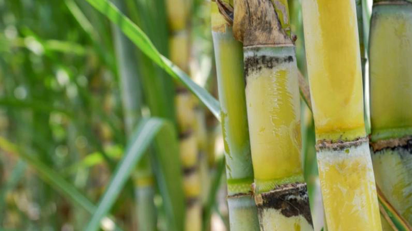 โรงงานน้ำตาลค้านแก้ กม.นำกากอ้อยเข้าระบบแบ่งปัน