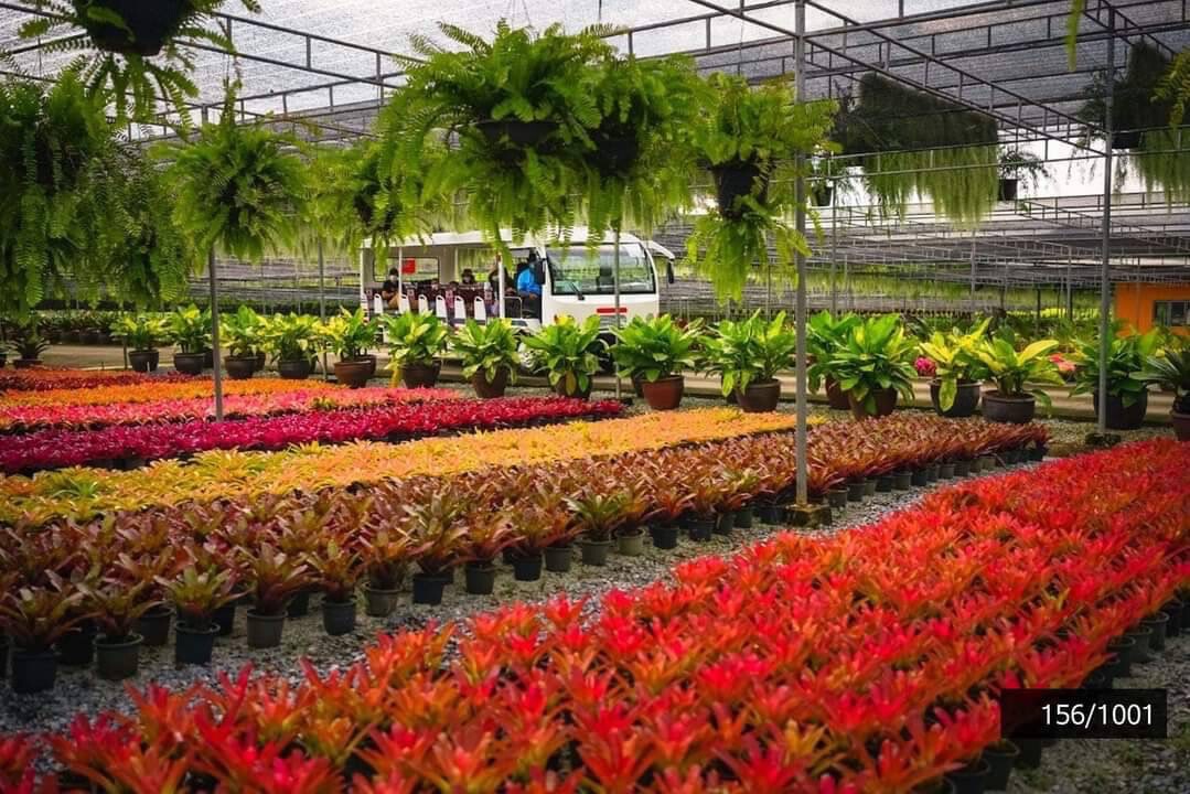 สวนนงนุชพัทยา  ต้อนรับเอกอัครราชทูตคิวบา เยี่ยมชม“ปาล์มที่สวยที่สุดในโลก”