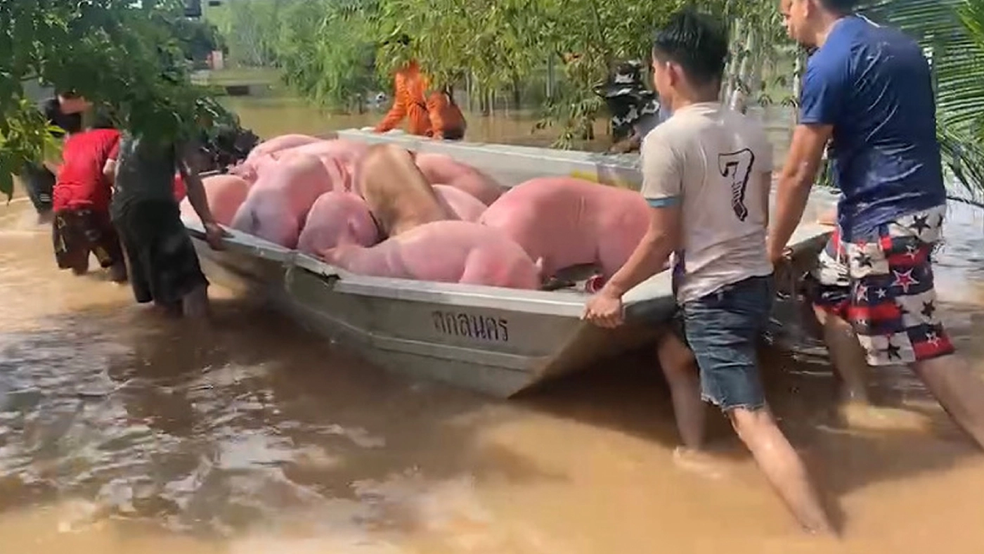 ทุลักทุเล! เร่งช่วยหมู 1,000 ตัวหนีน้ำท่วม