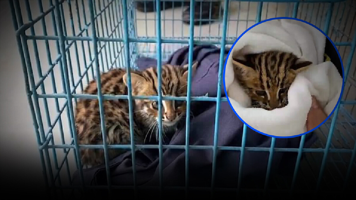 อช.ศรีลานนา ช่วย "ลูกแมวดาว" พลัดหลงเข้าสวนลำไยชาวบ้านใน