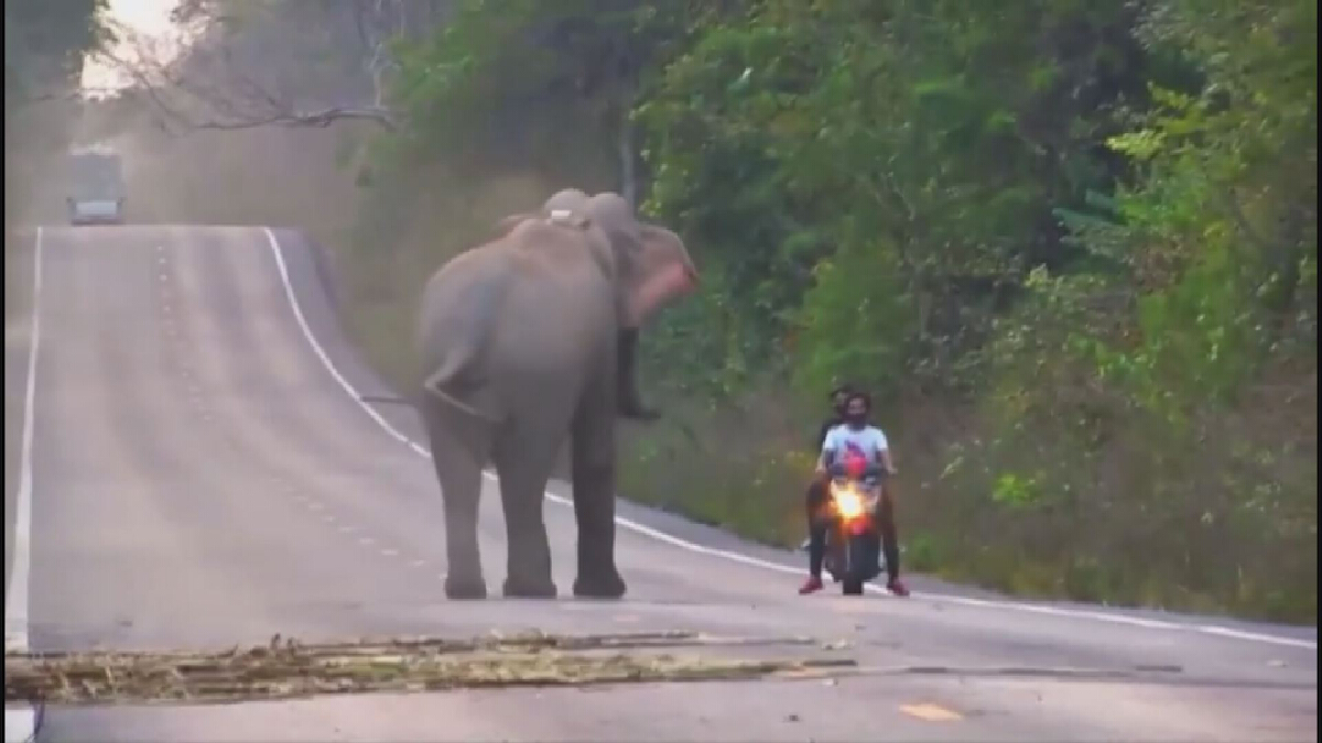 เสี้ยววินาทีชีวิต! "หมอล็อต" โพสต์คลิปเตือน นทท. แสง-เสียง ทำช้างป่าเครียด