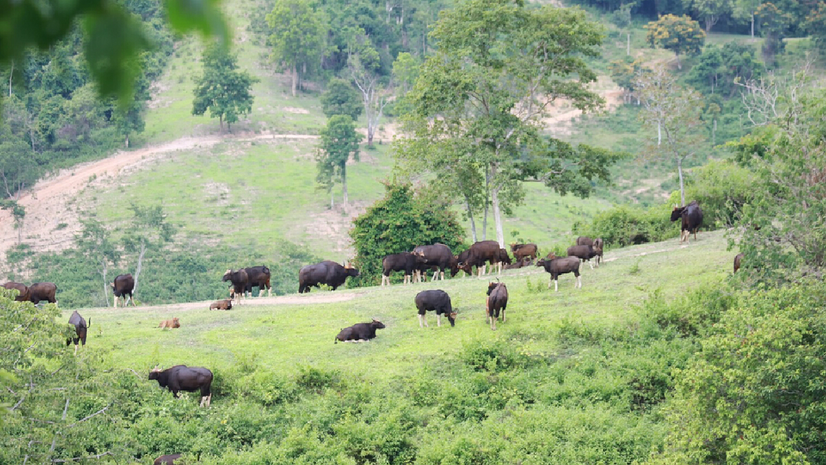 บินสำรวจเขาใหญ่ เตรียมพร้อมเปิดประเทศรับนทท. บินสำรวจเขาใหญ่ เตรียมพร้อมเปิดประเทศรับนทท.