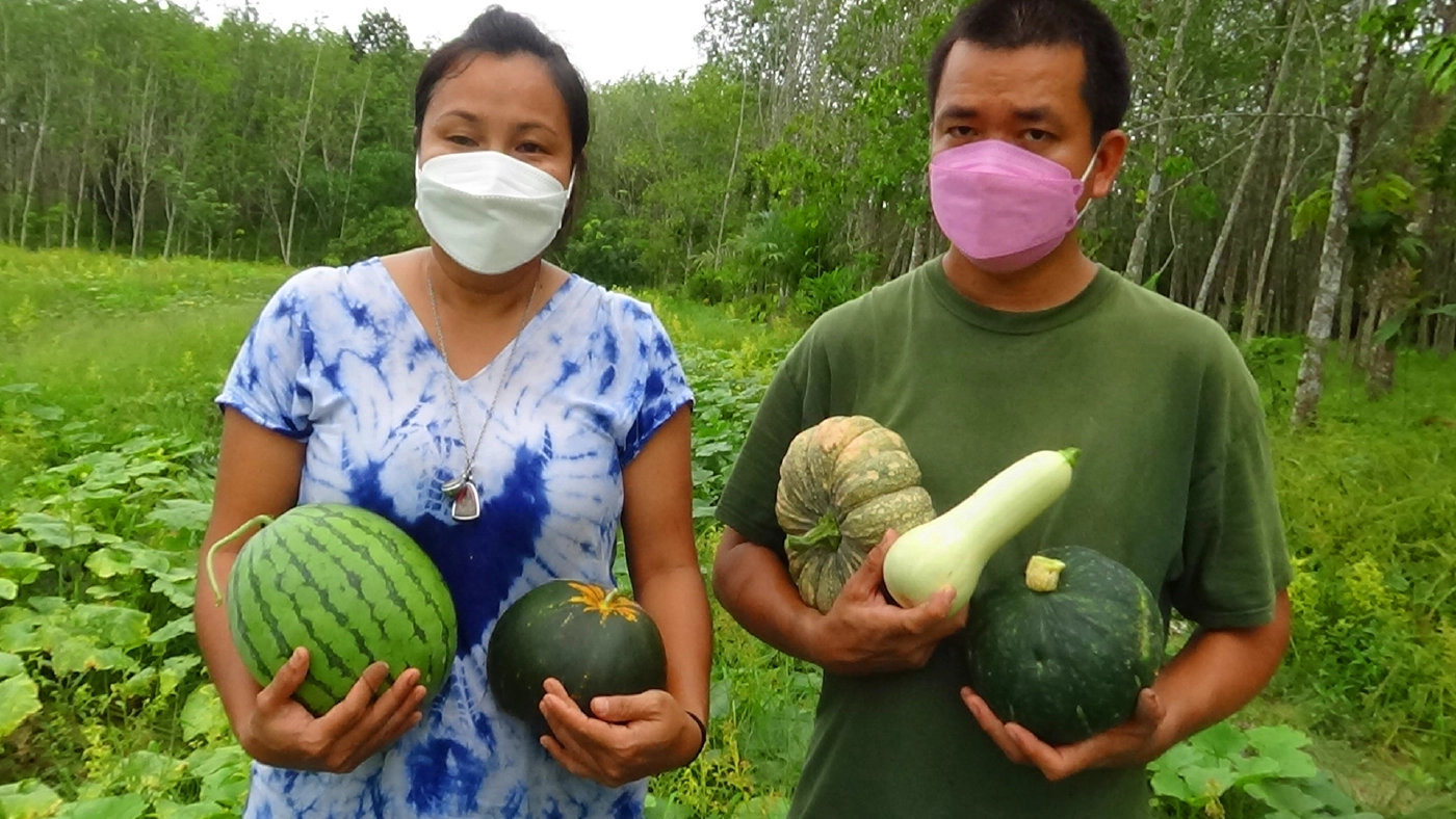 โค่นยางทิ้งปลูกพืชหมุนเวียนระยะสั้นผสมผสานขาย