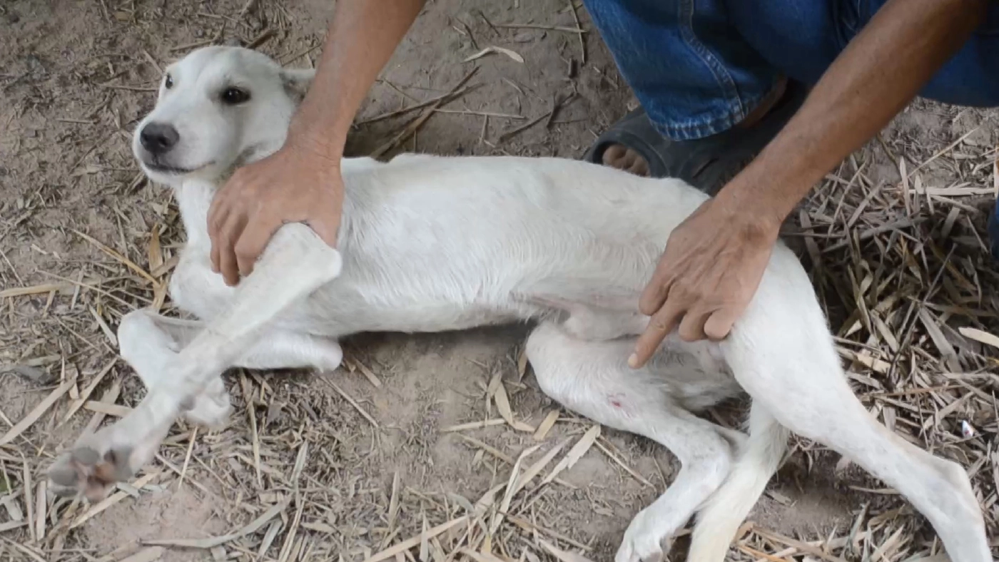 หนุ่มใหญ่แจ้งจับเพื่อนบ้านใช้ปืนอัดลมยิงหมาตาย1เจ็บ3อ้างมากัดไก่ หนุ่มใหญ่แจ้งจับเพื่อนบ้านใช้ปืนอัดลมยิงหมาตาย1เจ็บ3อ้างมากัดไก่