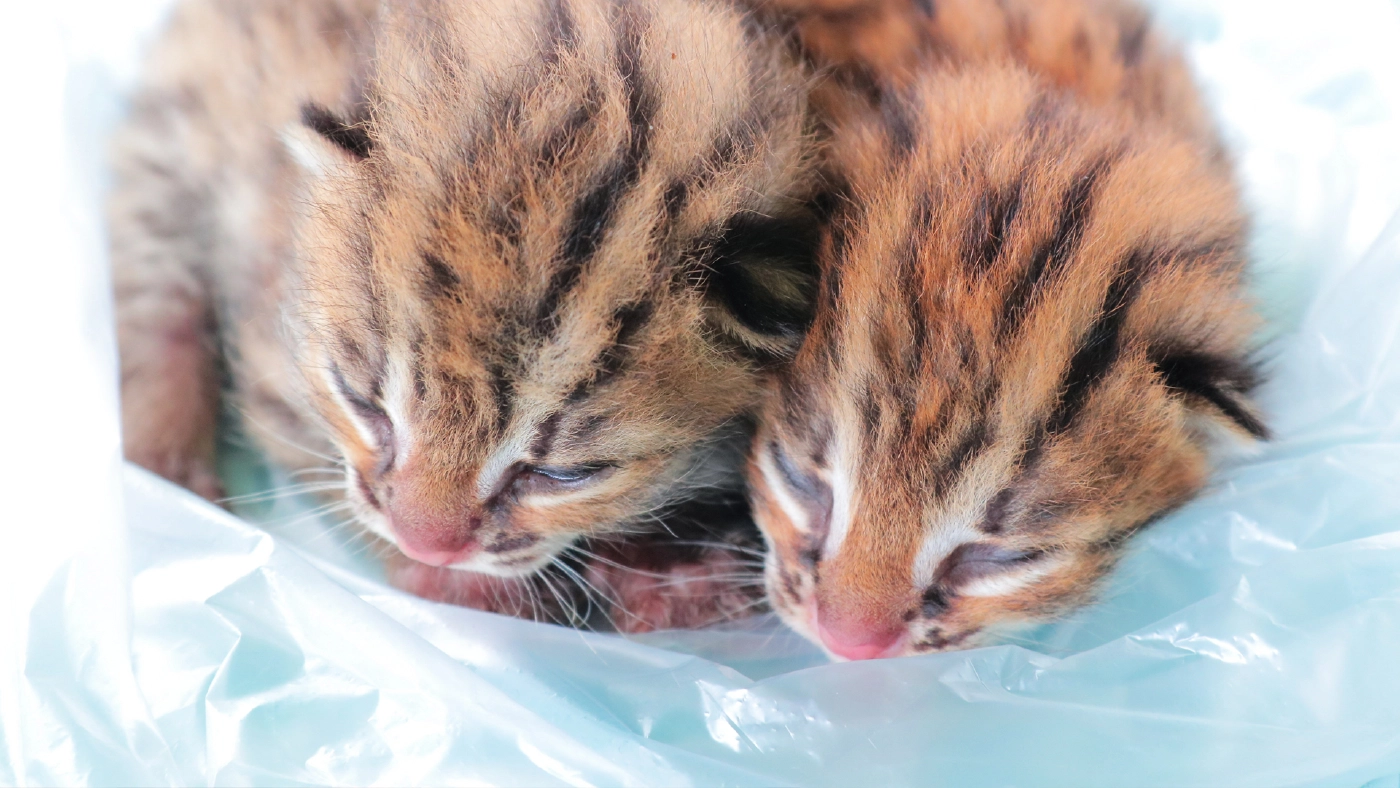 สุดน่ารัก!! พบลูกเสือปลาแฝดสัตว์ป่าใกล้สูญพันธุ์โดนแม่ทิ้ง สุดน่ารัก!! พบลูกเสือปลาแฝดสัตว์ป่าใกล้สูญพันธุ์โดนแม่ทิ้ง