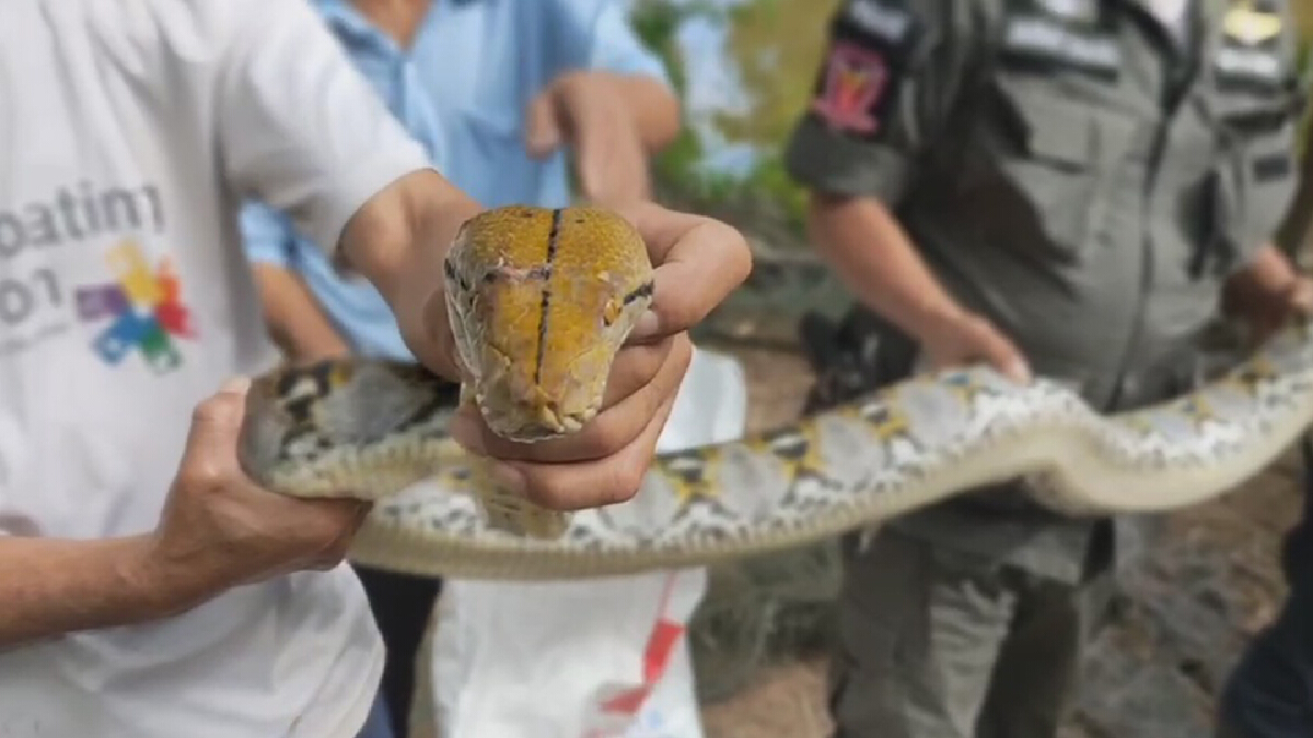 งูเหลือมยาว4เมตรแอบเขมือบไก่ชน30ตัวเสียหาย1.5แสนบาท