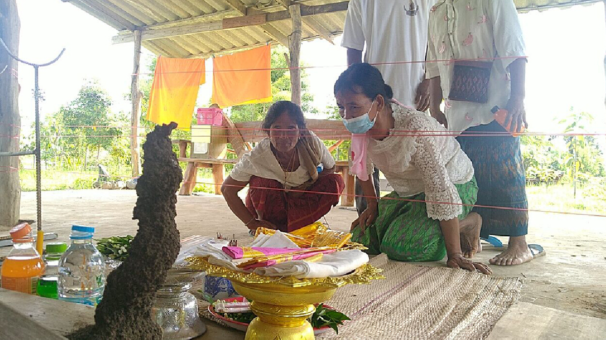 แห่ขอเลขเด็ดจอมปลวกรูปร่างคล้ายพญานาค แห่ขอเลขเด็ดจอมปลวกรูปร่างคล้ายพญานาค