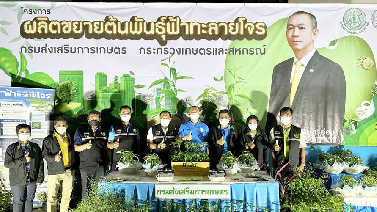 เกษตรฯ หนุนปลูกฟ้าทะลายโจรมอบต้นพันธุ์ 2 ล้านต้น เกษตรฯ หนุนปลูกฟ้าทะลายโจรมอบต้นพันธุ์ 2 ล้านต้น