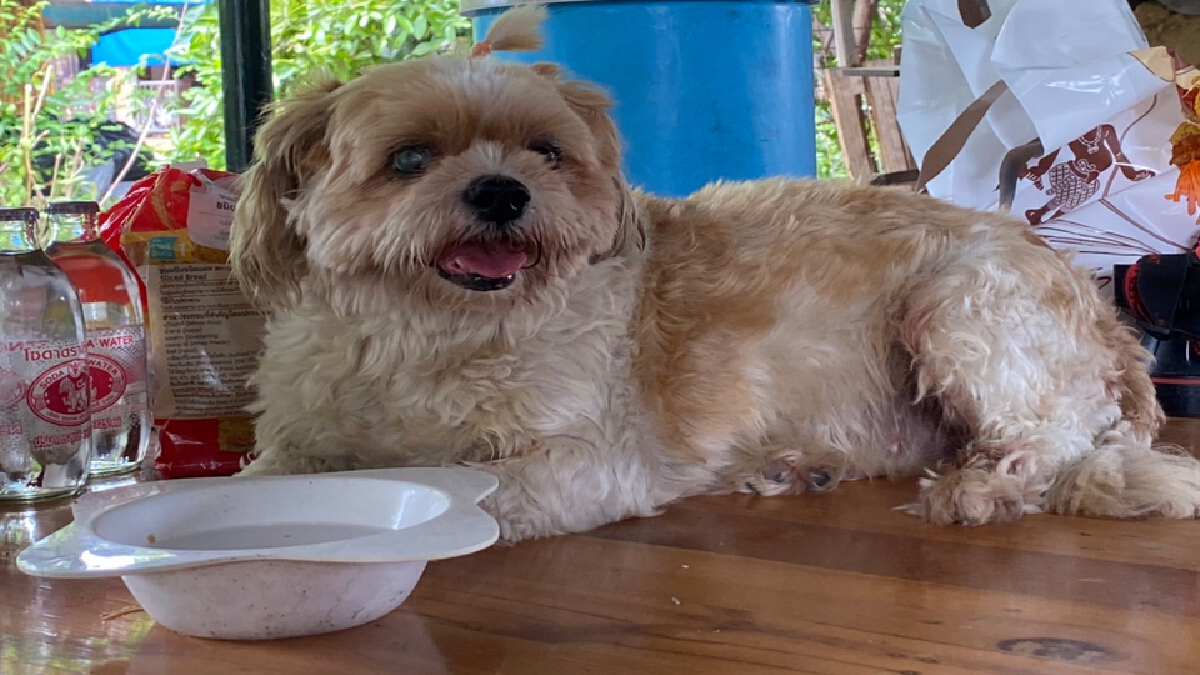 พบน้องหมาพุดเดิ้ล ลอยมากับสวะ สงสัยเป็นตัวที่หายจากเหตุเรือล่ม พบน้องหมาพุดเดิ้ล ลอยมากับสวะ สงสัยเป็นตัวที่หายจากเหตุเรือล่ม