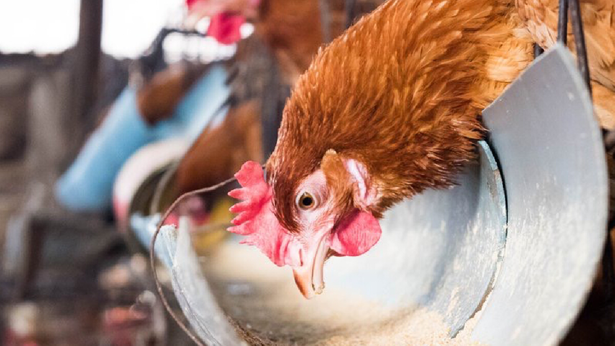 ปศุสัตว์แนะปรับสูตรอาหารไก่ไข่ลดต้นทุนการผลิต ปศุสัตว์แนะปรับสูตรอาหารไก่ไข่ลดต้นทุนการผลิต