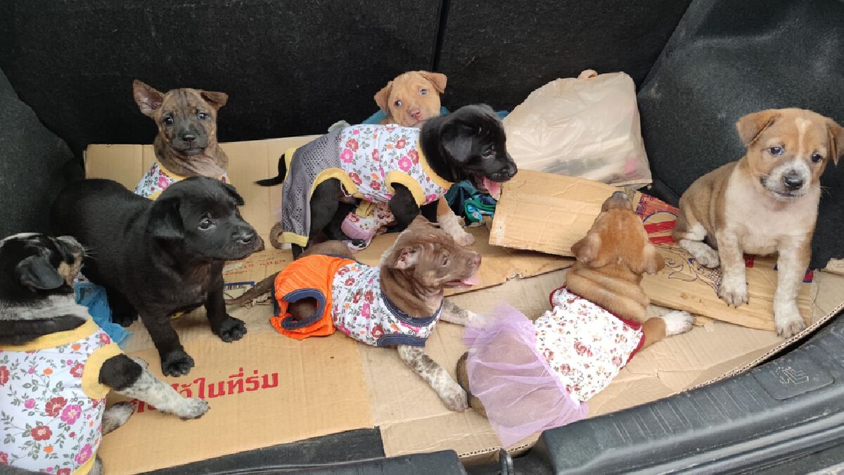 แห่แชร์! ประกาศหาคนรับเลี้ยง "น้องหมา" 9 ตัว ถูกทิ้งกลางป่า แห่แชร์! ประกาศหาคนรับเลี้ยง "น้องหมา" 9 ตัว ถูกทิ้งกลางป่า