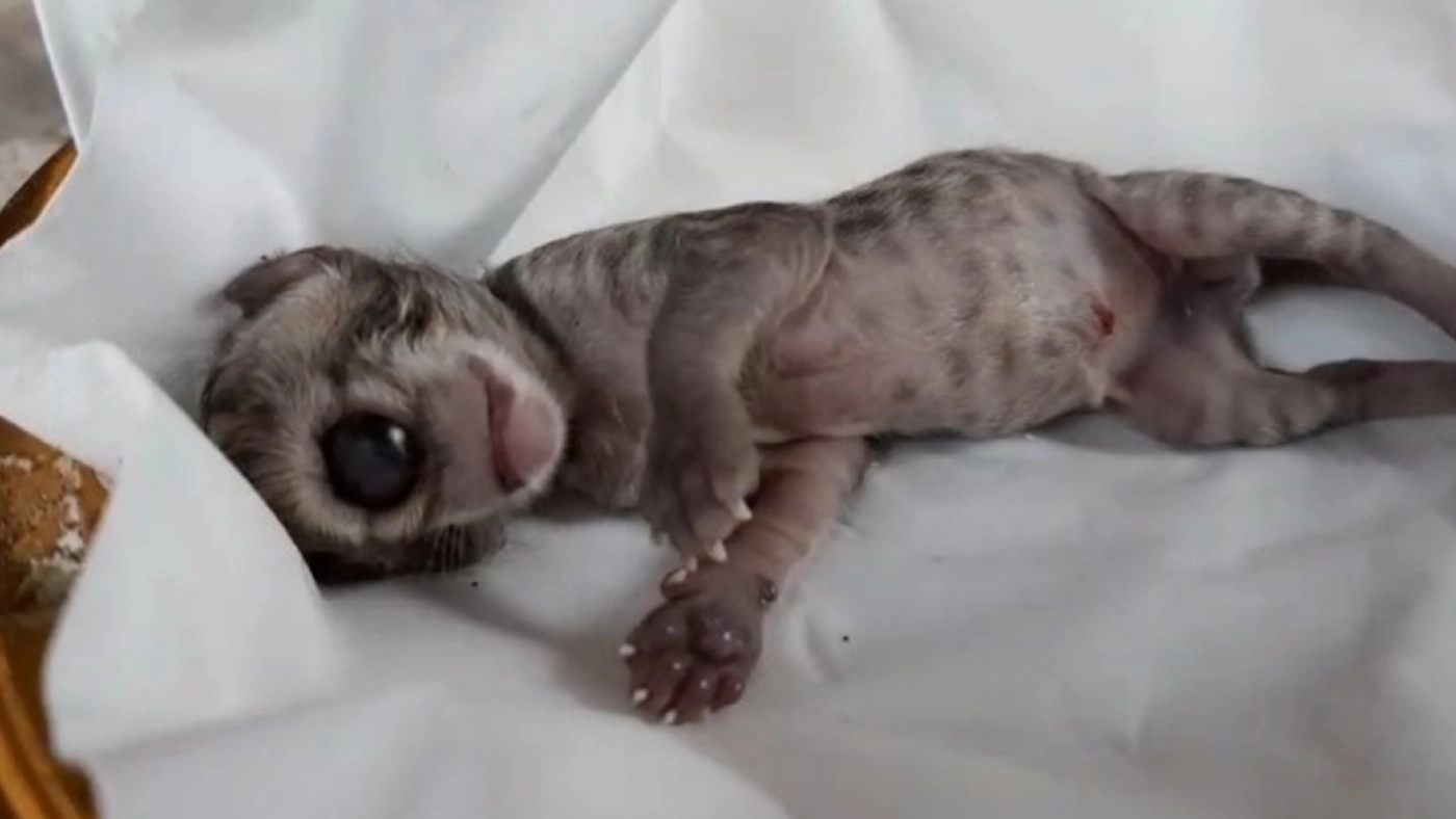 คอหวยฮือฮา!! พบลูกแมวเพศเมีย มีตาเดียวตรงกลาง ให้ว่าชื่อ"น้องแก้วตา"