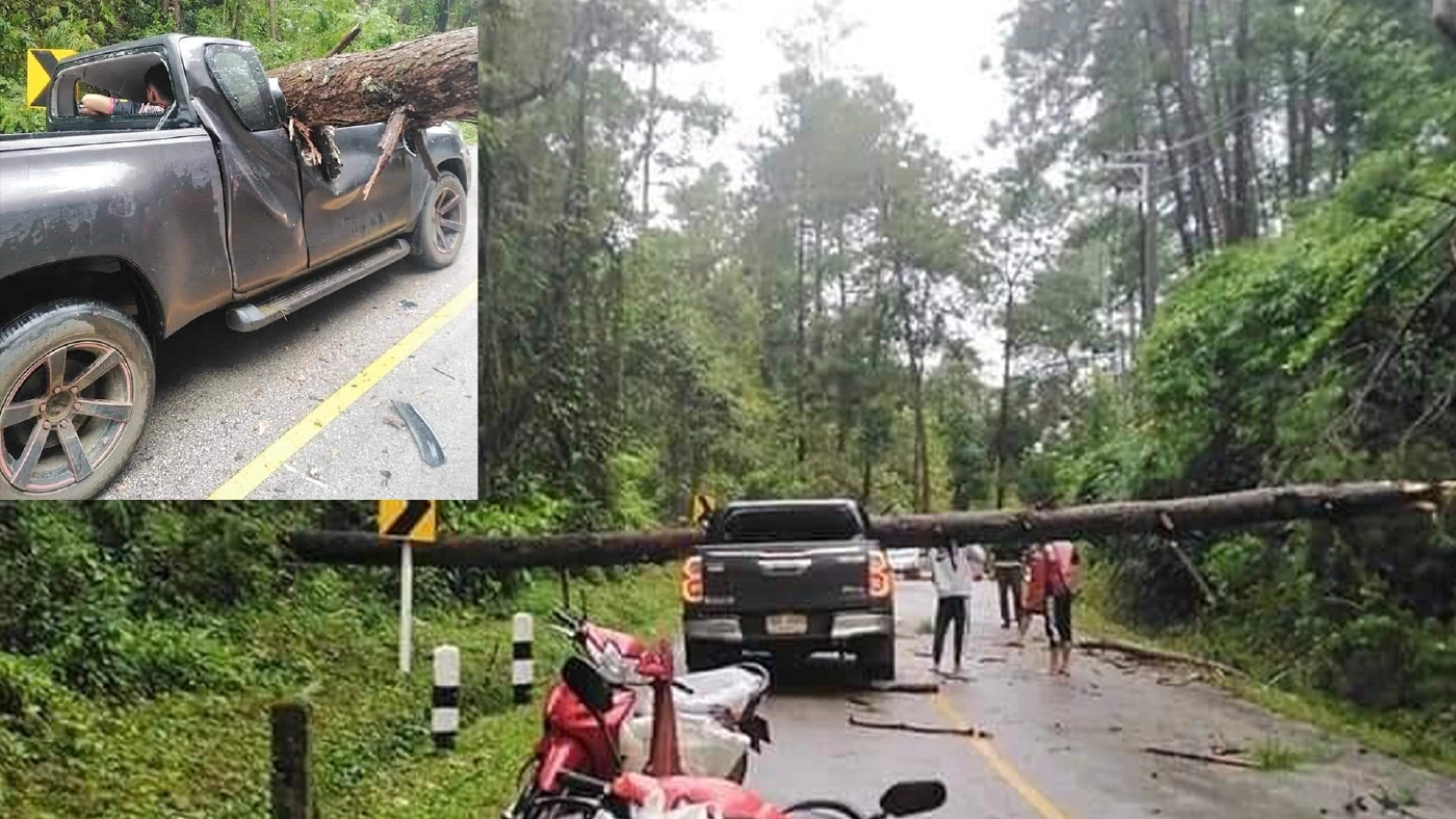 ต้นไม้ใหญ่หักโค่น ทับรถกระบะ จ.เชียงใหม่ ต้นไม้ใหญ่หักโค่น ทับรถกระบะ จ.เชียงใหม่