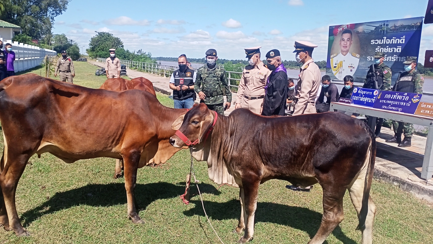 รวบ4ลาวไทยลอบนำวัว 4 ตัวข้ามโขงสู่ลาว