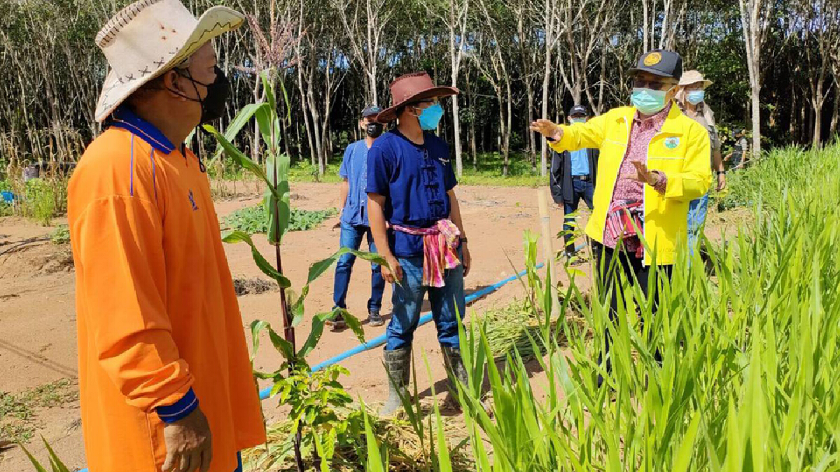 ขับเคลื่อนต่อยอด “พัทลุงเมืองเกษตรกรรมยั่งยืน” ขับเคลื่อนต่อยอด “พัทลุงเมืองเกษตรกรรมยั่งยืน”
