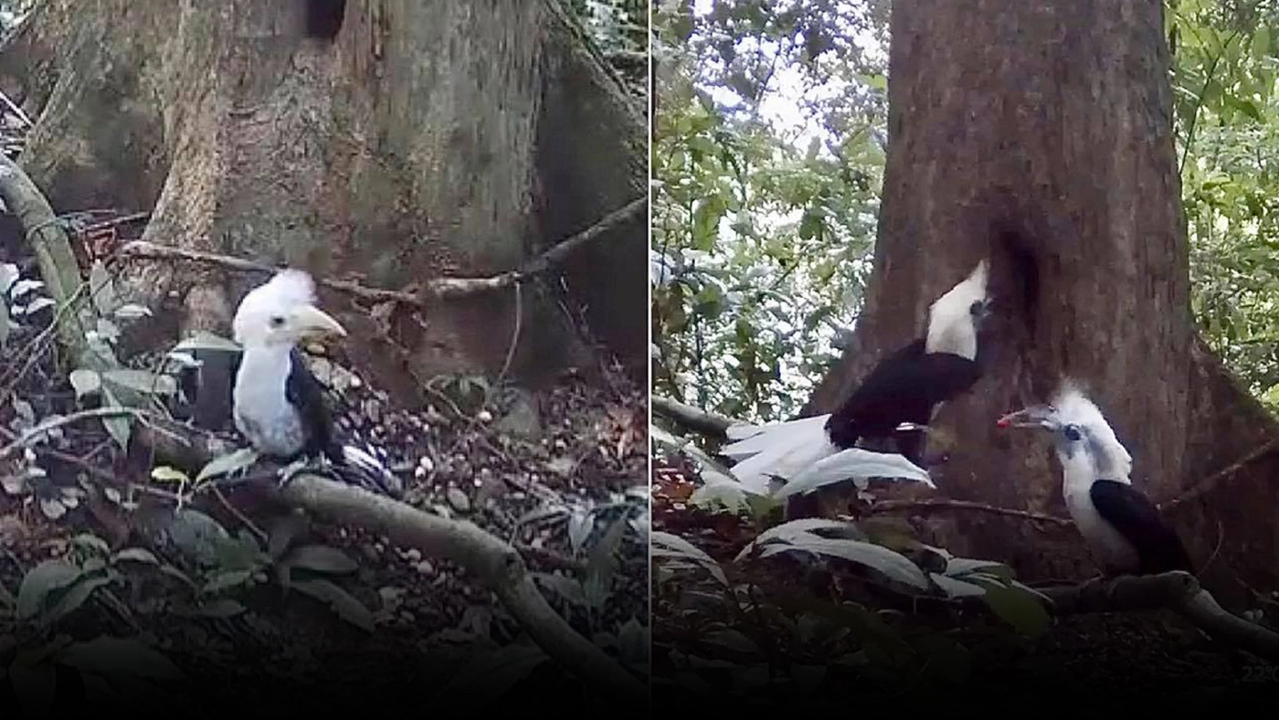 ข่าวดี! อช.บูโด-สุไหงปาดี เผยคลิปลูกนกเงือกหัวหงอก 2 ตัว ออกจากโพรง