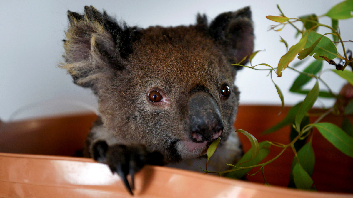 หนองในเทียมระบาดหนักในโคอาล่า ออสเตรเลียเริ่มฉีดวัคซีนป้องกัน