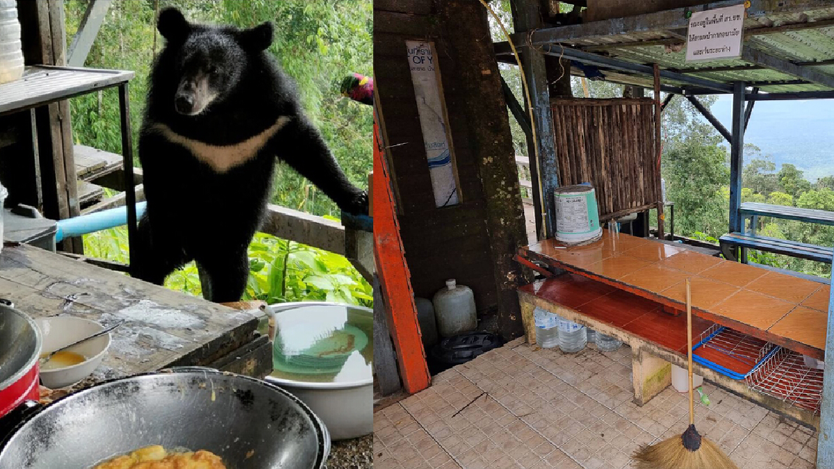 นทท.เศร้า ปิดตำนาน "ไข่เจียวหมี" ผาตรอมใจ