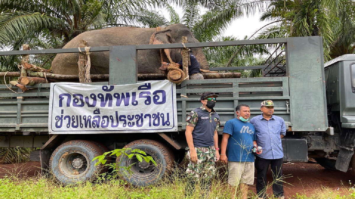 เคลื่อนย้ายช้างป่า "พลายงาเก" ถึงเขตรักษาพันธุ์สัตว์ป่าเขาอ่างฤาไนแล้ว เคลื่อนย้ายช้างป่า "พลายงาเก" ถึงเขตรักษาพันธุ์สัตว์ป่าเขาอ่างฤาไนแล้ว