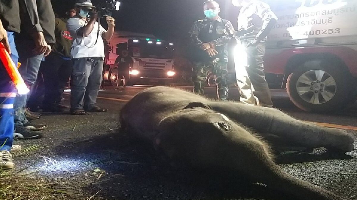 สลดลูกช้างป่าเขาอ่างฤาไนข้ามทางออกหากินพร้อมโขลงถูกรถยนต์ชนตาย