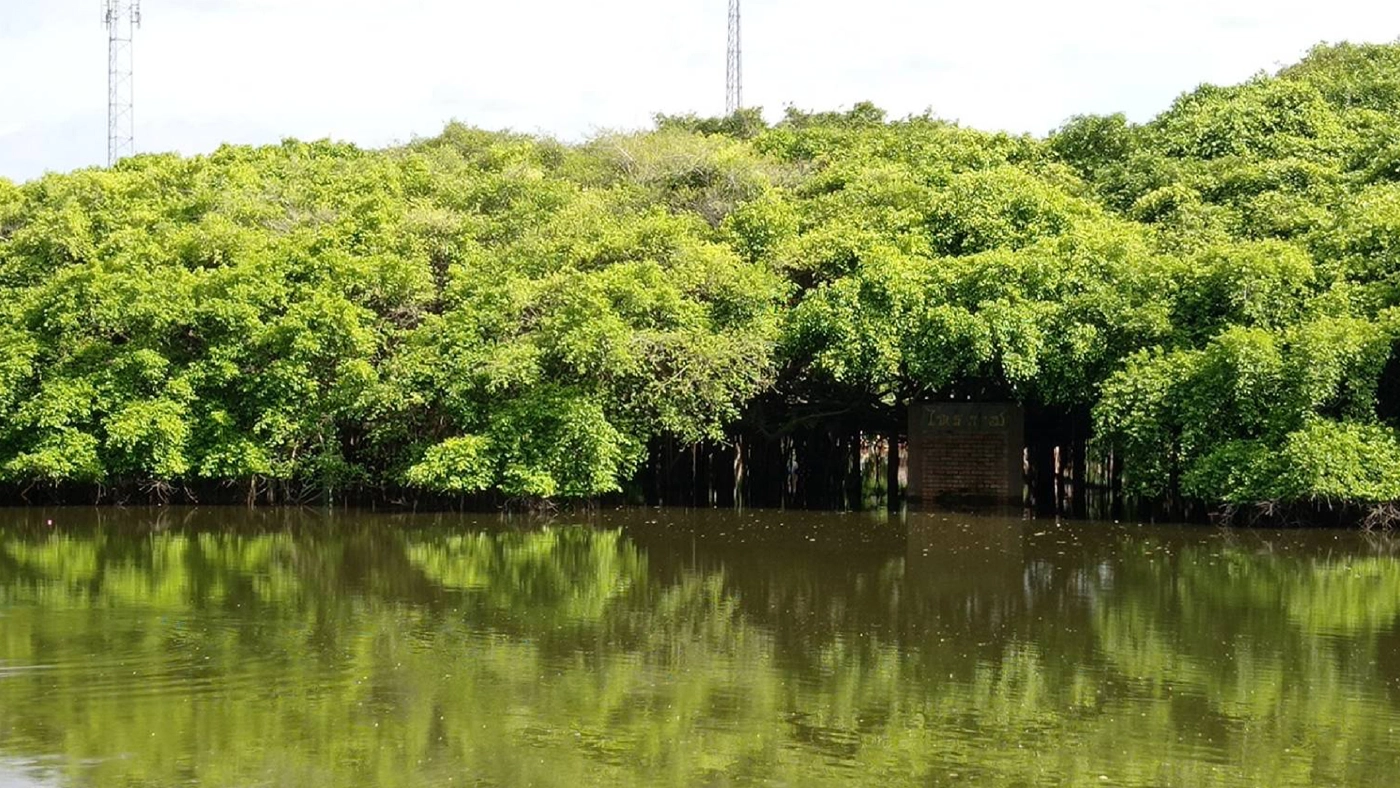 น้ำเอ่อเข้าท่วมไทรงามยักษ์ อายุ กว่า 350 ปี เป็นรอบที่ 2