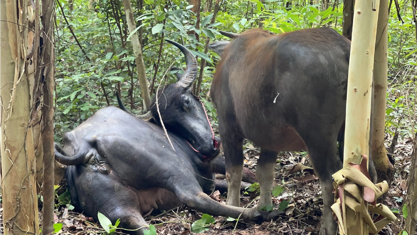 ควายแม่ลูกอ่อน 2 คู่ขวิดเจ้าของใหม่ดับ 1 สุดท้ายแม่ควายทั้ง 2 ตัวโดนยิงดับ
