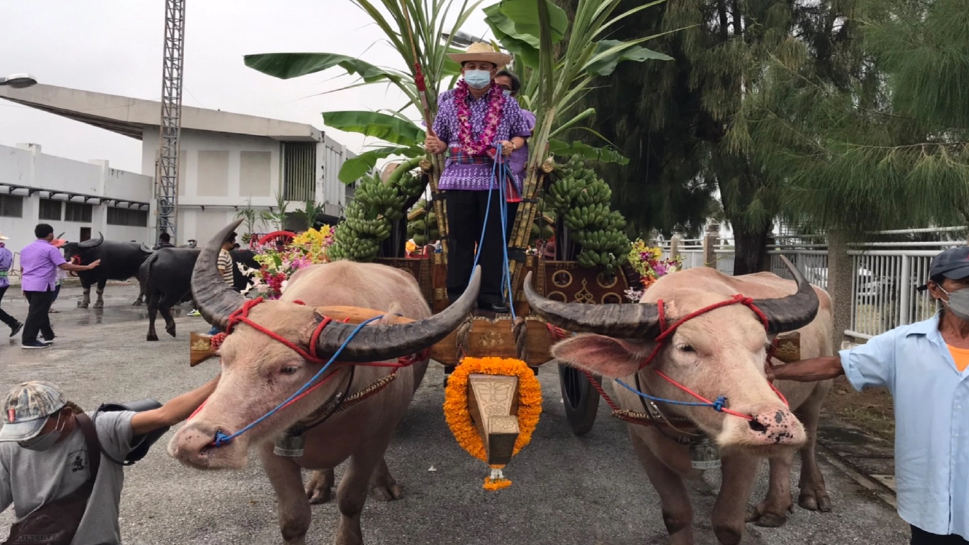 อนุรักษ์งานประเพณีวิ่งควาย แห่ขบวนเกวียนกัณฑ์รอบตลาดเมืองชลบุรี อนุรักษ์งานประเพณีวิ่งควาย แห่ขบวนเกวียนกัณฑ์รอบตลาดเมืองชลบุรี
