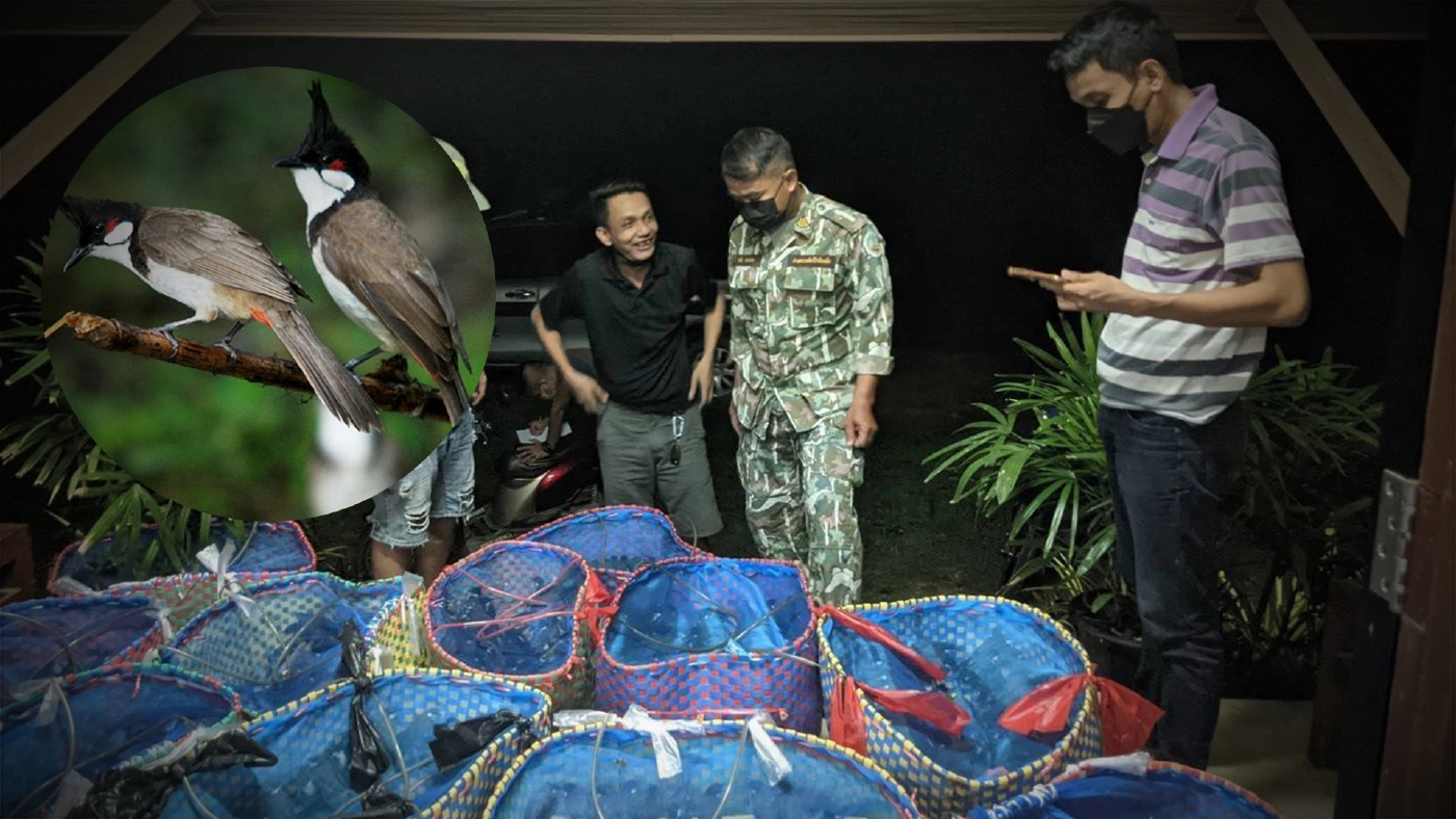 ยึดนกกรงหัวจุก 1,700 ตัว ลอบนำเข้าไทยผ่านช่องทางธรรมชาติ ยึดนกกรงหัวจุก 1,700 ตัว ลอบนำเข้าไทยผ่านช่องทางธรรมชาติ