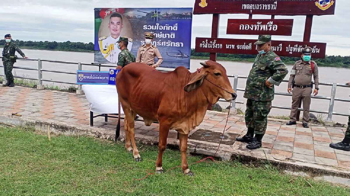 ลอบนำวัวแม่พันธุ์ข้ามโขงหวังส่งเพื่อนบ้านยึดได้ 4 ตัว ลอบนำวัวแม่พันธุ์ข้ามโขงหวังส่งเพื่อนบ้านยึดได้ 4 ตัว