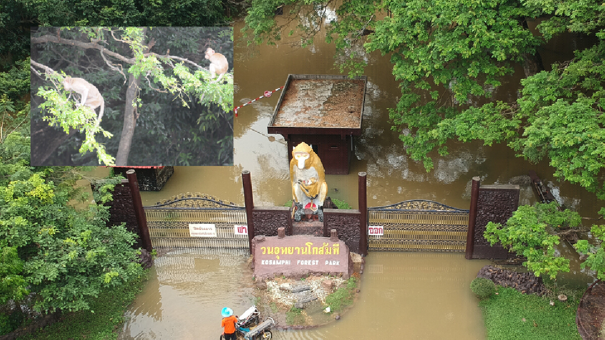 น้ำชีทะลักวนอุทยานโกสัมพีลิงหนีตายขึ้นที่สูง