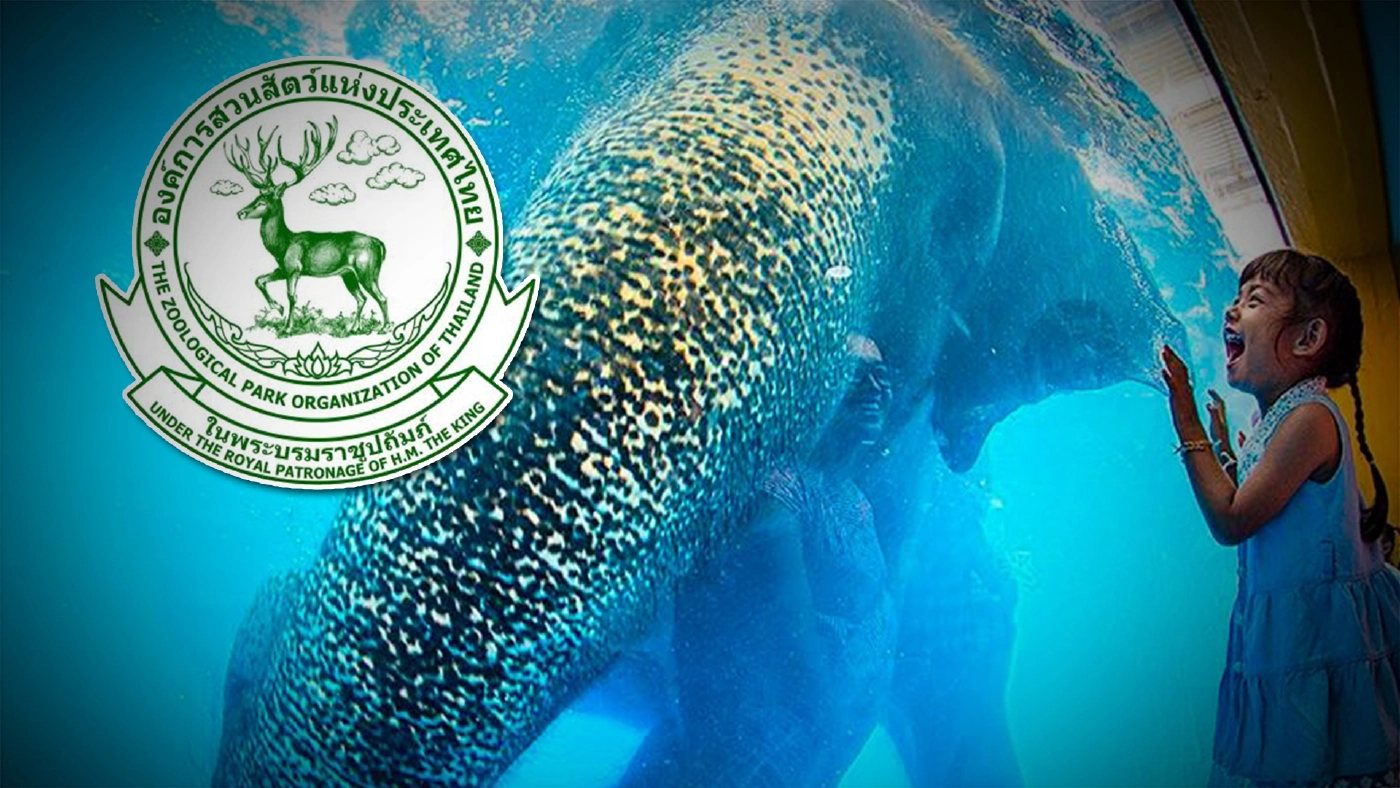 องค์การสวนสัตว์ แจงดราม่า "ช้างในห้อง" ชี้ช้างเป็นสัตว์ชอบเล่นน้ำ