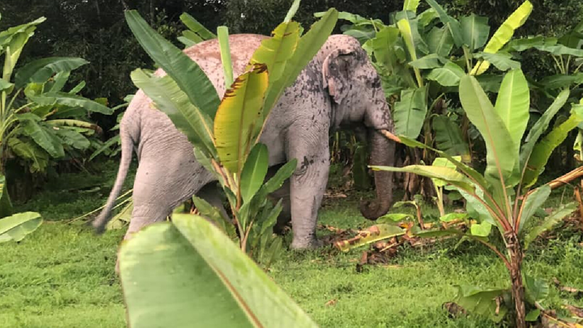 มาอีกแล้ว ‘พลายสาริกา’ ช้างป่าสุดป่วนออกเที่ยวเล่นสวนชาวบ้านจ.นครนายก