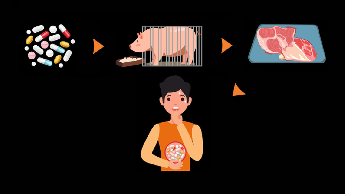 ซูเปอร์บั๊ก “เชื้อดื้อยา” แนะรัฐควบคุมใช้ในสัตว์แต่คนตาย