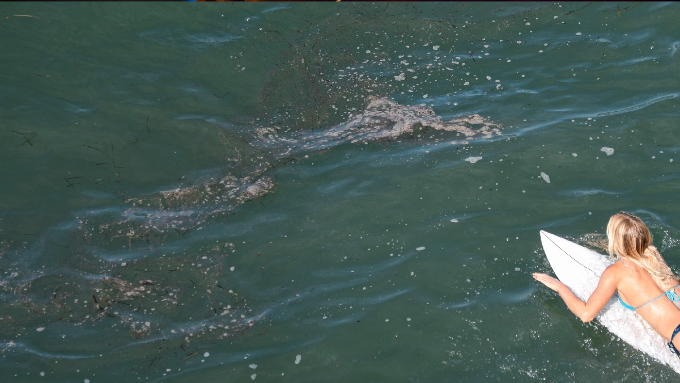 คราบน้ำมันรั่วขึ้นฝั่งที่แคลิฟอร์เนีย ทำสัตว์ตายเกลื่อน คราบน้ำมันรั่วขึ้นฝั่งที่แคลิฟอร์เนีย ทำสัตว์ตายเกลื่อน