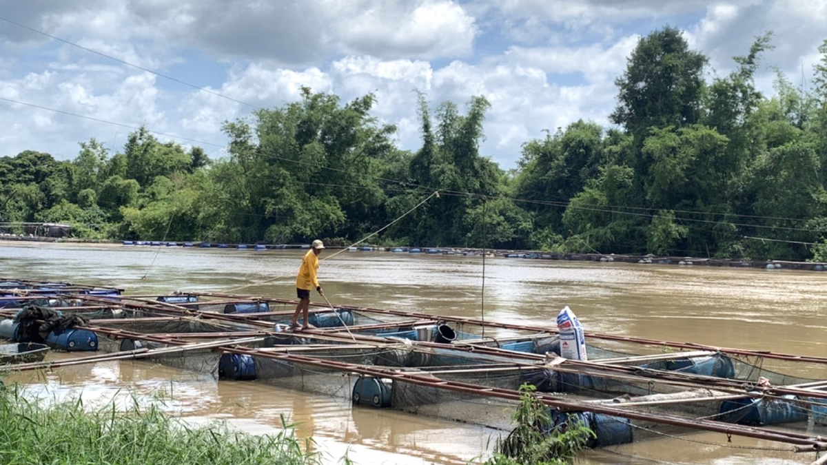 กรมประมงเร่งช่วยผู้เลี้ยงปลานิลสูญ 18 ล้าน กรมประมงเร่งช่วยผู้เลี้ยงปลานิลสูญ 18 ล้าน
