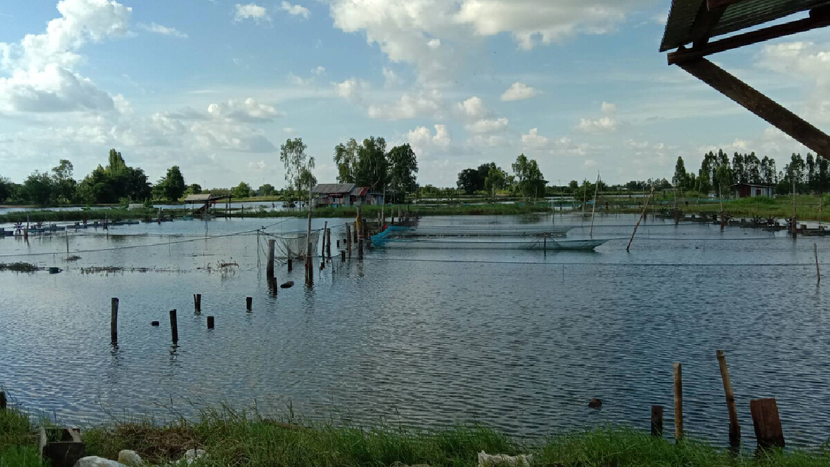 ชาวบ้านทุกข์หนักน้ำท่วมข้าวและกลุ่มเลี้ยงกระชังปลาวอนรัฐช่วยเหลือ