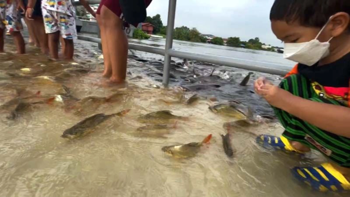 ตื่นตา! วัดพนัญเชิงโพสต์ภาพปลาโผล่เหนือสะพานท่าน้ำที่ถูกน้ำท่วม