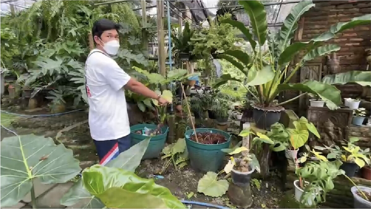 หนุ่มชีวิตรันทดถูกคนร้ายย่องขโมยไม้ด่าง มูลค่ากว่า 1 ล้านบาท หนุ่มชีวิตรันทดถูกคนร้ายย่องขโมยไม้ด่าง มูลค่ากว่า 1 ล้านบาท