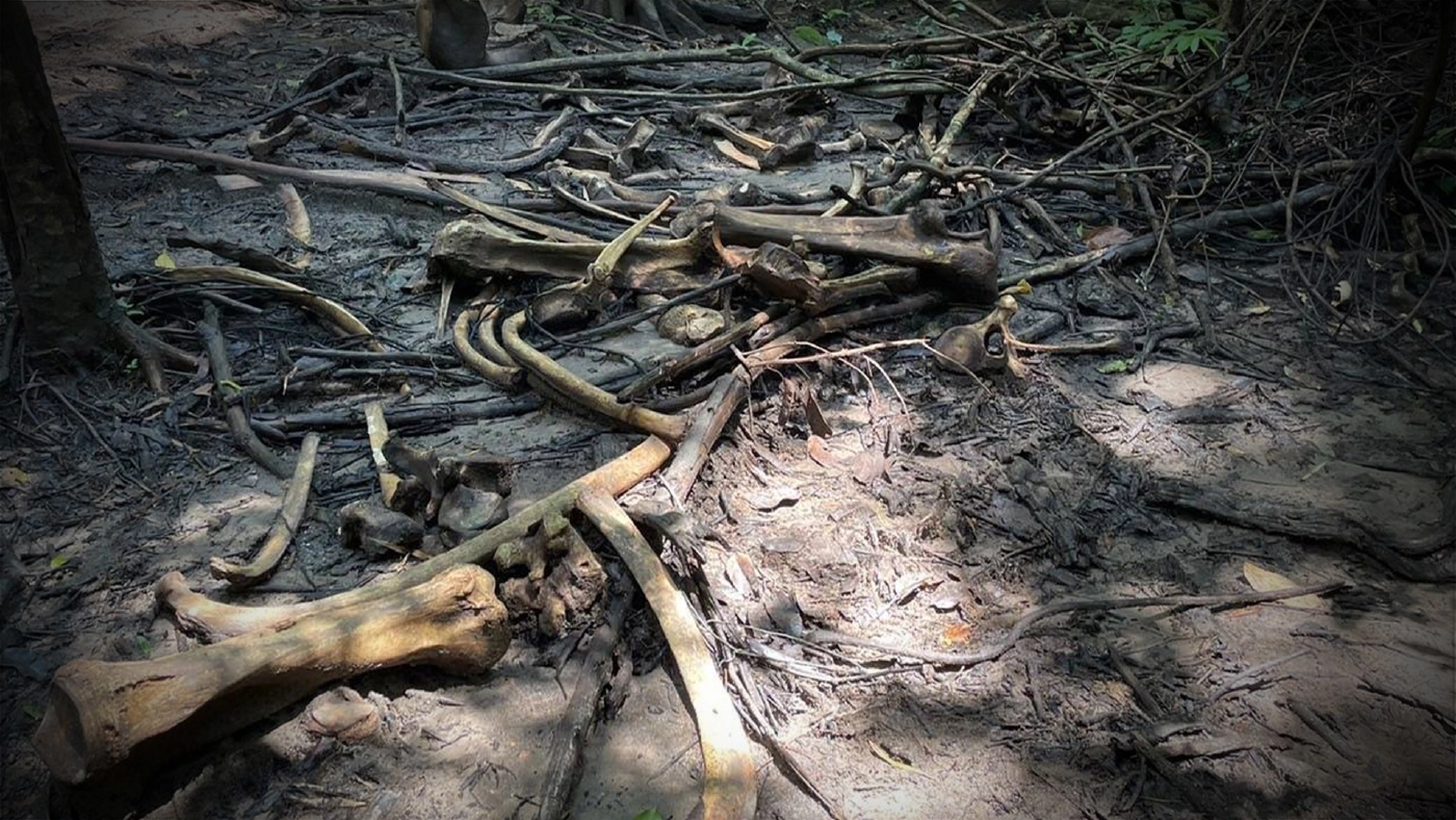 ตรวจโครงกระดูกช้างป่าใน ขสป.ห้วยขาแข้ง คาดตายจากการต่อสู้กันเอง