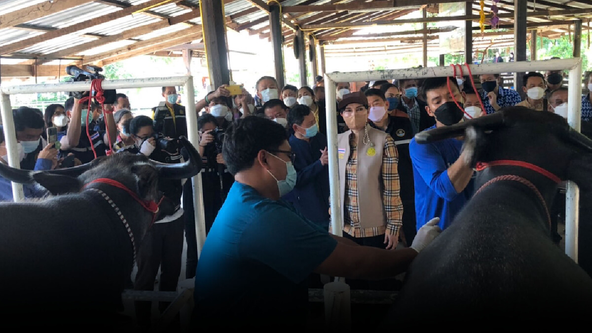 รมช.เกษตรมอบวัคซีนเร่งฉีดสกัดโรคลัมปีสกินช่วยเกษตรกร รมช.เกษตรมอบวัคซีนเร่งฉีดสกัดโรคลัมปีสกินช่วยเกษตรกร