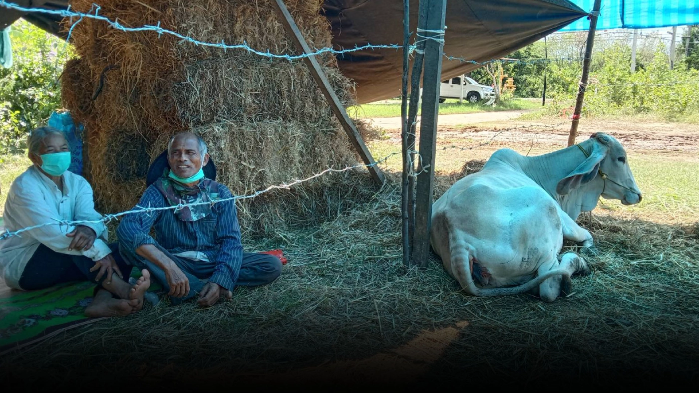 น้ำท่วมรอบ2 วัวควายขาดแคลนอาหาร ต้องนอนริมถนนหนีน้ำ