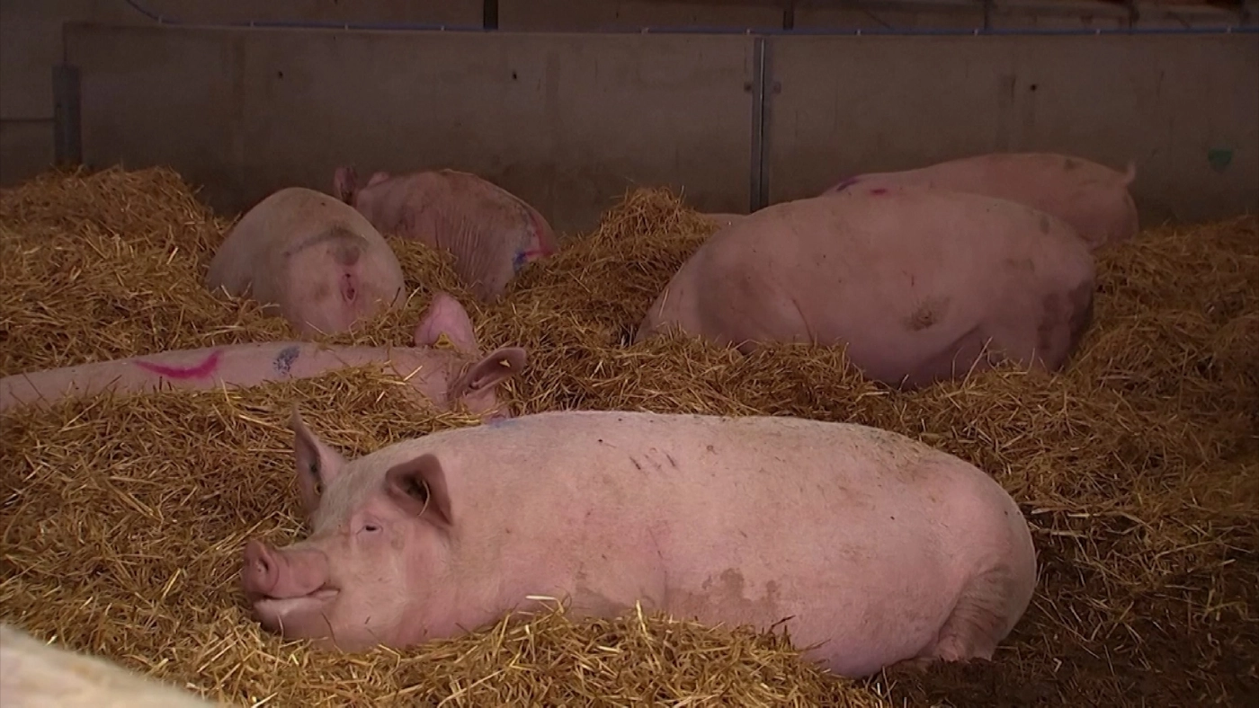 คนอังกฤษ - รถบรรทุกก็ไม่ขับ หมูก็ไม่เชือด