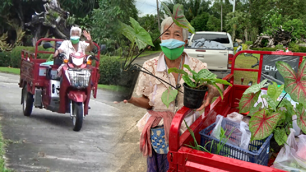 คุณยายสายแว้นวัย 74 ปี ออกขายต้นบอนสี-พืชผักที่ปลูกเอง