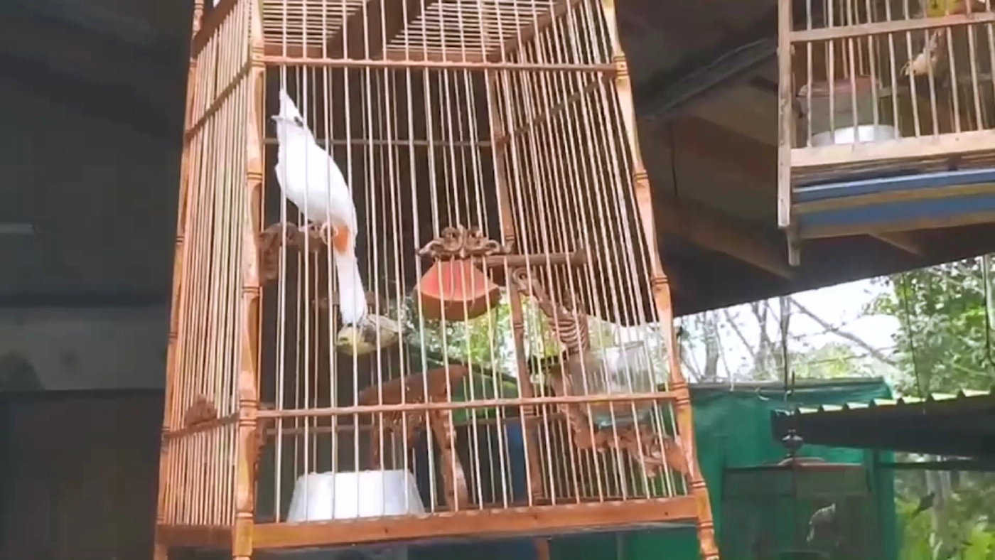 เพาะพันธุ์ "นกกรงหัวจุกเผือก" รับรายได้หลักแสน