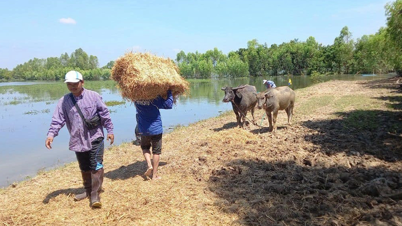 กู้ภัยนำเรือขนฟางช่วยควายติดน้ำท่วม