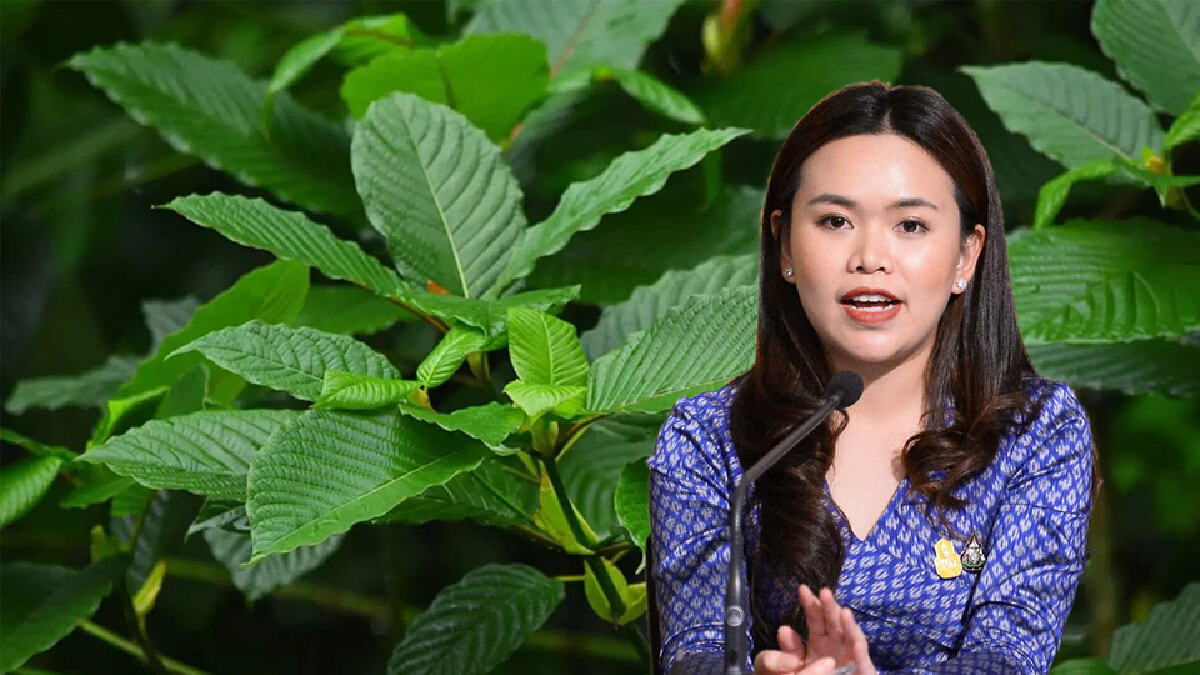 รัฐบาล เตือนบริโภคพืชกระท่อมด้วยความระมัดระวัง รัฐบาล เตือนบริโภคพืชกระท่อมด้วยความระมัดระวัง