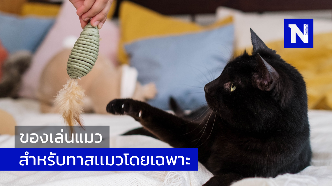ของเล่นแมวสำหรับทาสเเมวโดยเฉพาะ